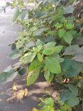Impatiens parviflora. Верхушки плодоносящих растений. с. Вороново, дикое местообитание. 02.09.2026.