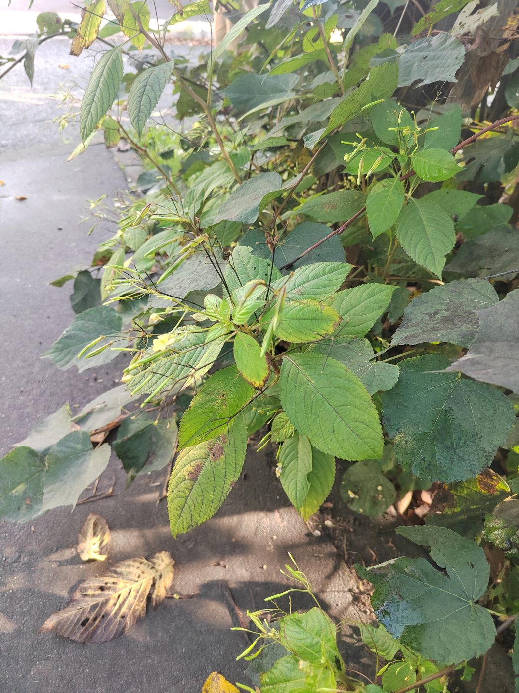 Image of Impatiens parviflora specimen.