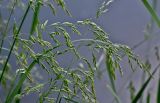 семейство Poaceae. Соцветия. Московская обл., окр. г. Железнодорожный, дол. р. Чёрная, берег пруда, у воды. 16.06.2025.
