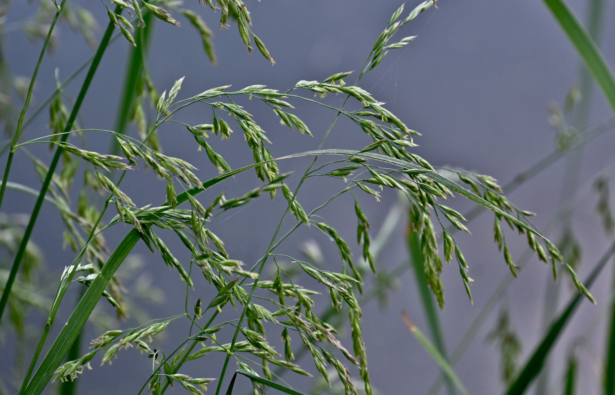 Изображение особи семейство Poaceae.