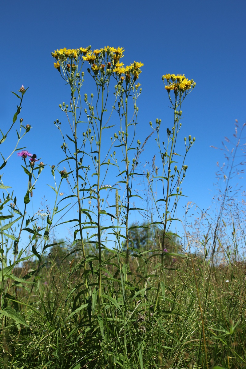 Image of Hieracium umbellatum specimen.