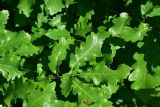 genus Quercus. Листья. Турция, ил Артвин, р-н Юсуфели, 400 м ниже дер. Гюльпынар, выс. 1520 м н.у.м., заросли на склоне. 13 июня 2026 г.