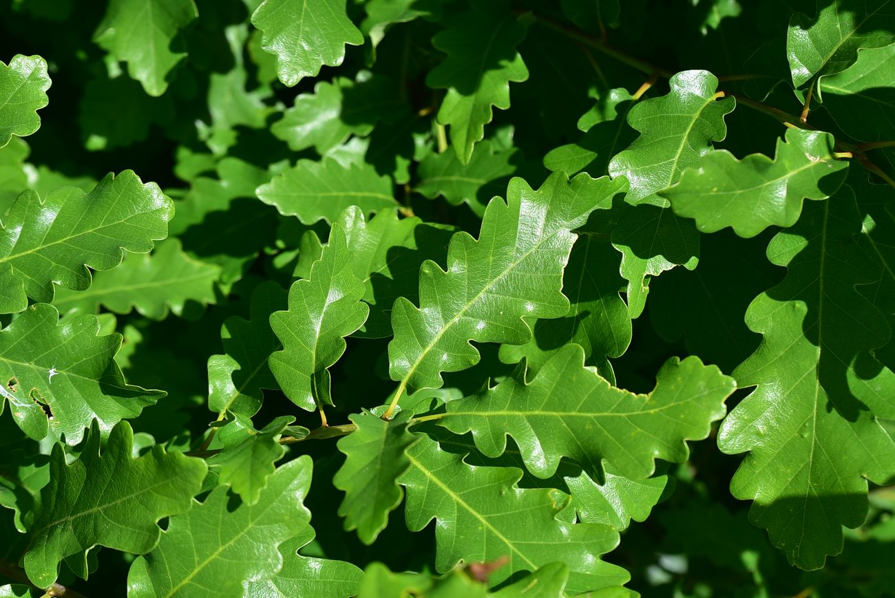 Image of genus Quercus specimen.