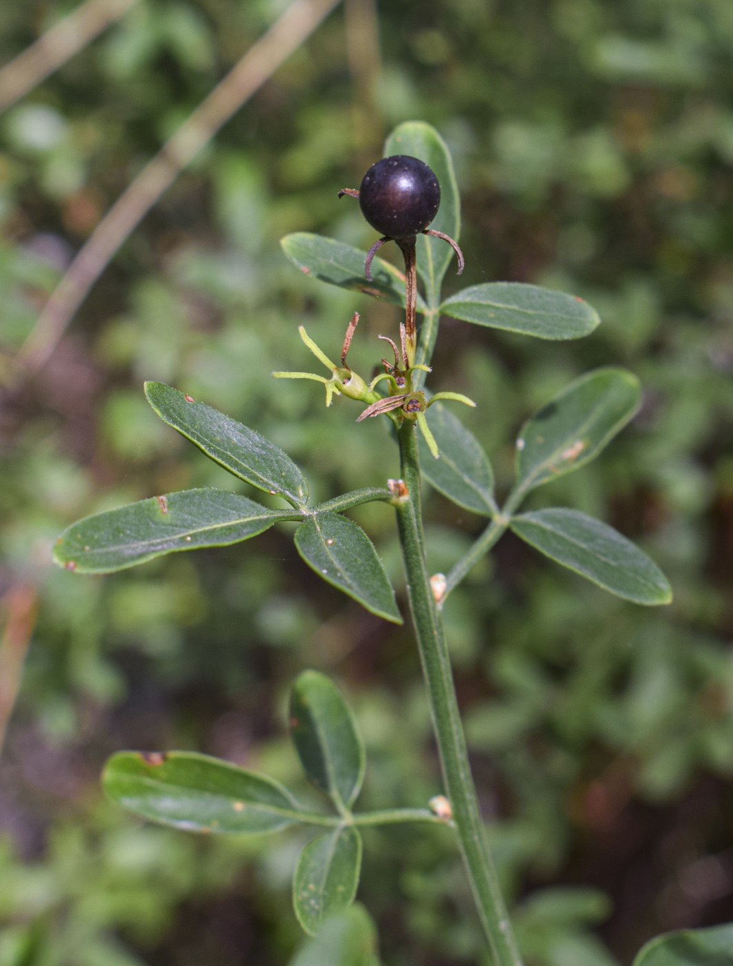 Image of Jasminum fruticans specimen.