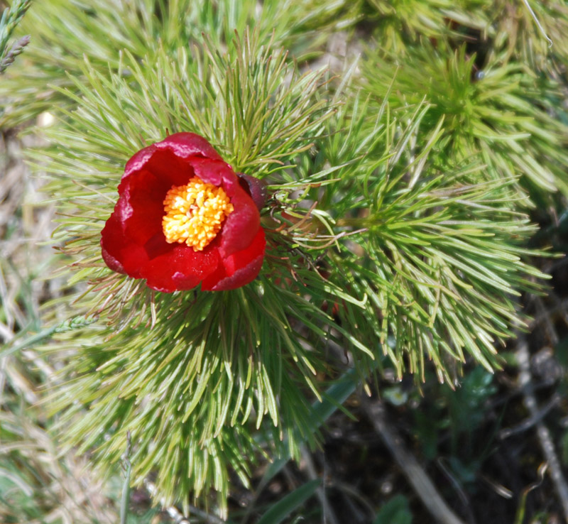 Изображение особи Paeonia tenuifolia.