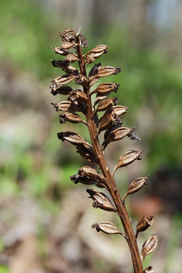 Image of Neottia nidus-avis specimen.