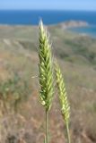 Agropyron desertorum