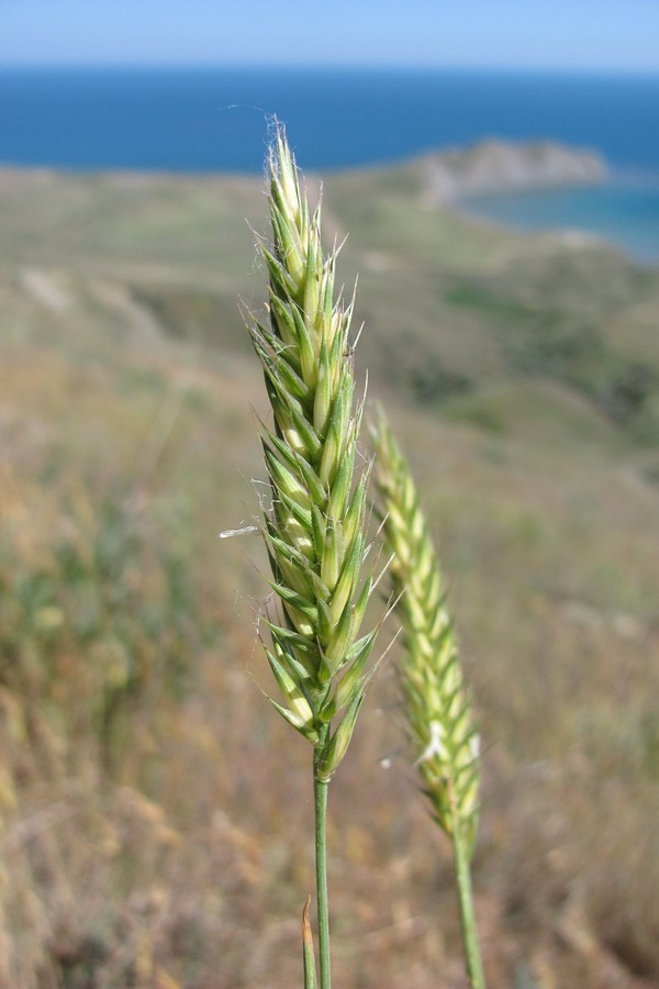 Изображение особи Agropyron desertorum.