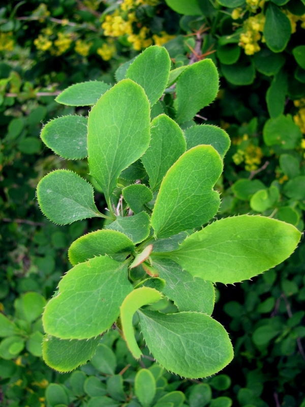 Image of Berberis vulgaris specimen.