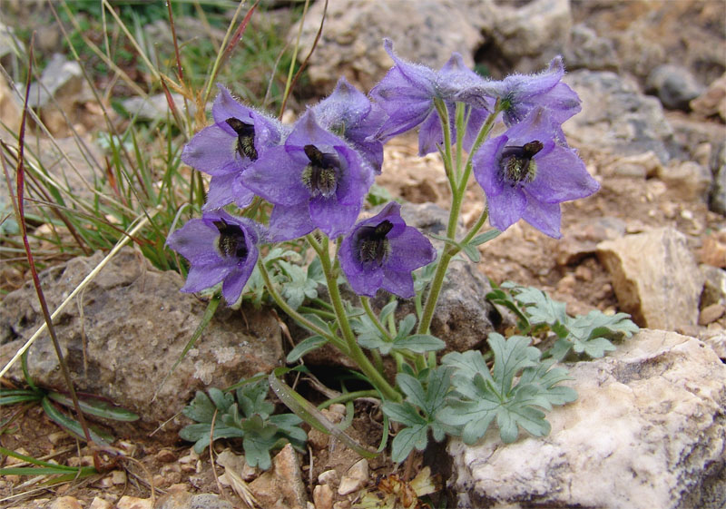 Image of Delphinium caucasicum specimen.