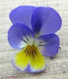Viola tricolor. Цветок. Украина, Черкасская обл., Каневский р-н, региональный ландшафтный парк \"Трахтемиров\". 5 июня 2011 г.