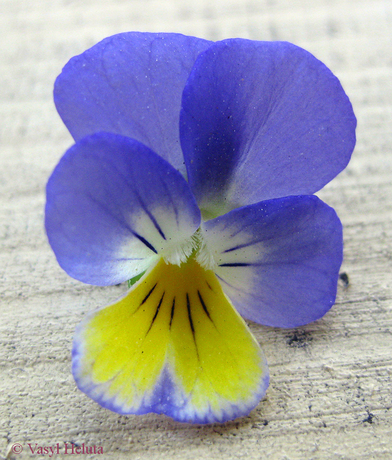 Image of Viola tricolor specimen.