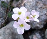 Cardamine nymanii. Соцветиe. Кольский п-ов, Восточный Мурман, окр. Дальних Зеленцов, берег Шестого Евтюковского озера. 09.07.2011.