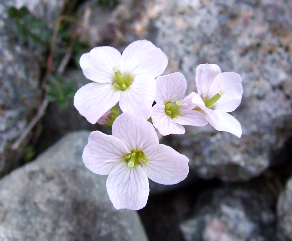 Изображение особи Cardamine nymanii.