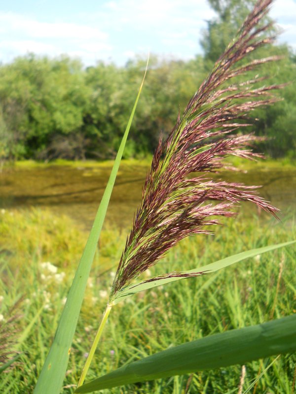 Изображение особи Phragmites australis.