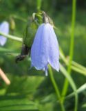 Adenophora liliifolia. Цветок и плод. Новосибирская обл., Искитимский р-н, окр. пгт Линёво, степная балка \"Титов Лог\". 6 августа 2011 г.