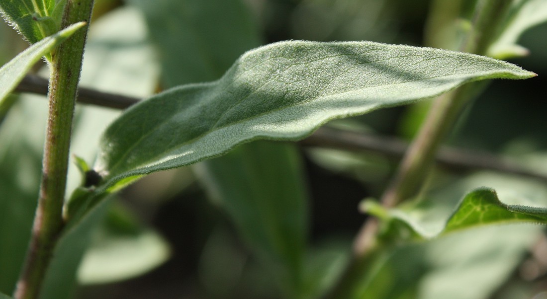 Image of Aster amellus specimen.