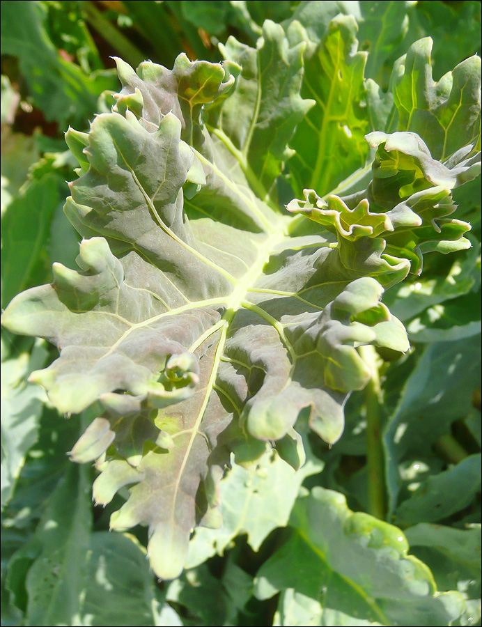 Изображение особи Crambe maritima.