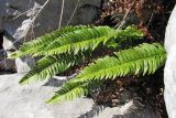 Polystichum lonchitis. Вайи. Крым, Бабуган Яйла. 24 августа 2011 г.