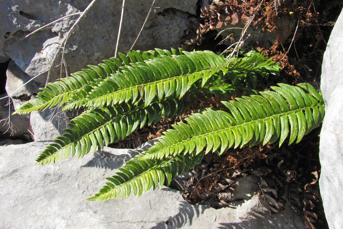 Изображение особи Polystichum lonchitis.