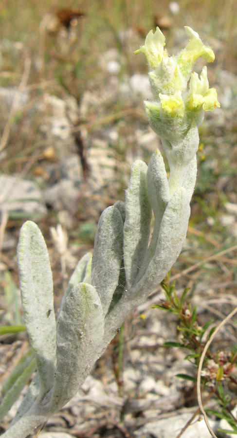 Image of Sideritis taurica specimen.