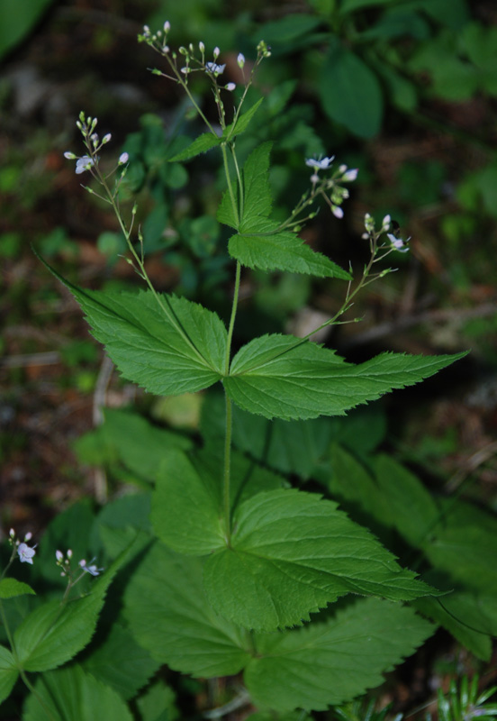 Изображение особи Veronica urticifolia.