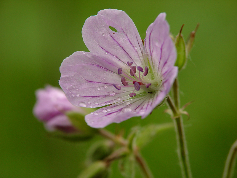 Изображение особи Geranium sylvaticum.