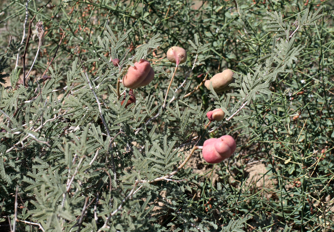 Изображение особи Lagonychium farctum.