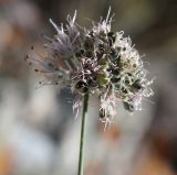 Allium clathratum