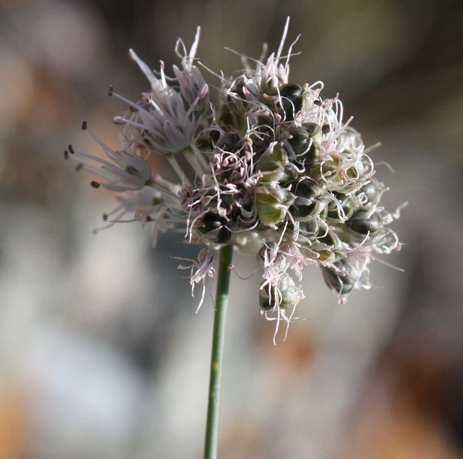 Изображение особи Allium clathratum.