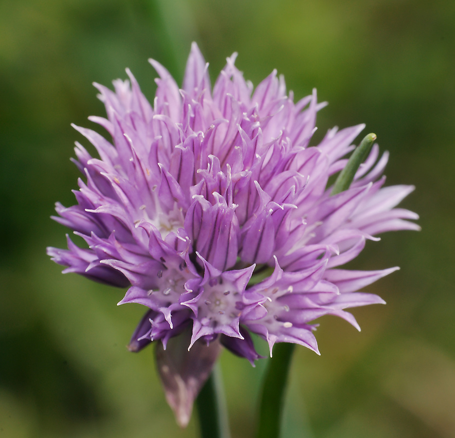 Изображение особи Allium schoenoprasum.