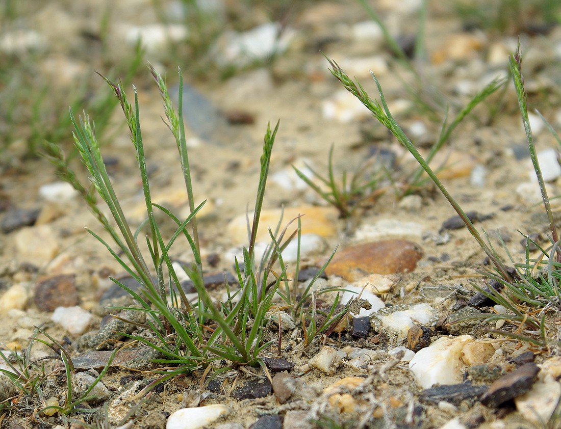 Изображение особи Poa bulbosa ssp. vivipara.