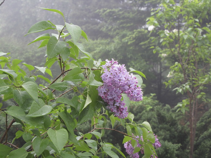 Изображение особи Syringa vulgaris.