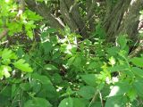 Vincetoxicum flavum. Растения с вьющимися побегами в кусте боярышника. Украина, Донецкая обл., Константиновский р-н, песчаный степной склон долины р. Калиновка. 27.05.2011.