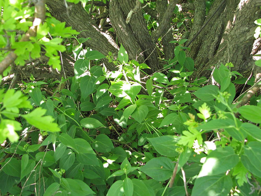 Image of Vincetoxicum flavum specimen.