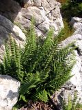 Dryopteris villarii. Спороносящее растение в расщелинах между камнями. Горный Крым, Бабуган-Яйла. 24 августа 2011 г.