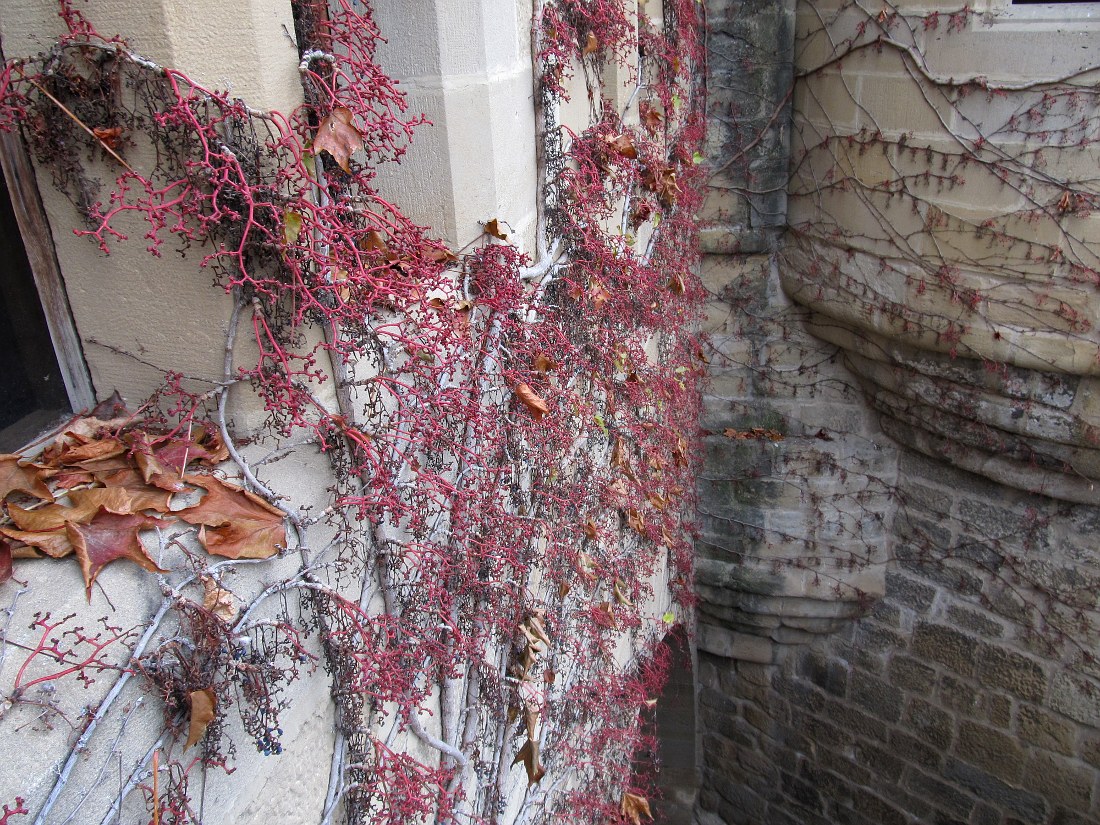 Image of Parthenocissus tricuspidata specimen.