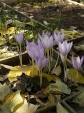 Crocus kotschyanus