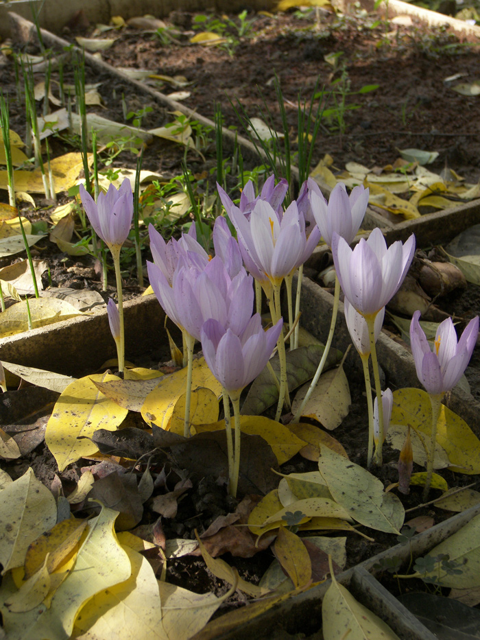 Image of Crocus kotschyanus specimen.