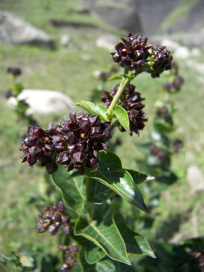 Изображение особи Vincetoxicum funebre.