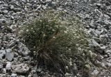 Semenovia dissectifolia. Цветущее растение. Таджикистан, Памир, восточнее перевала Кой-Тезек, 4200 м н.у.м. 02.08.2011.