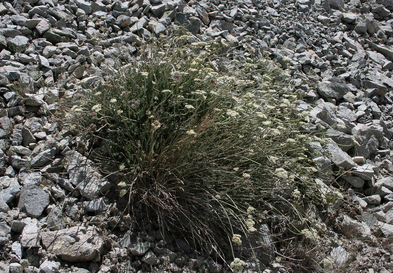 Image of Semenovia dissectifolia specimen.