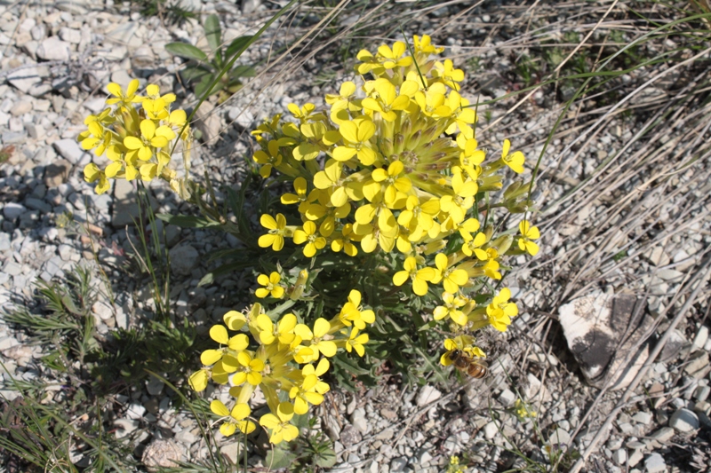 Image of Erysimum callicarpum specimen.
