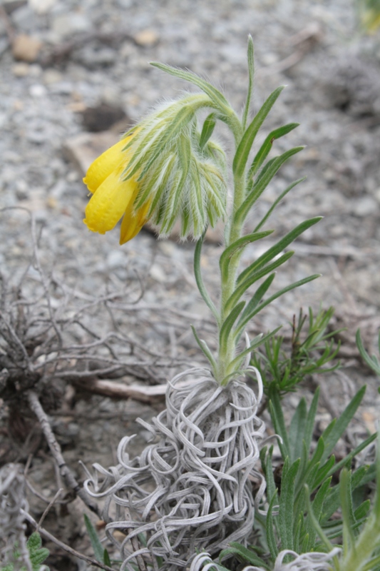 Изображение особи Onosma polyphylla.