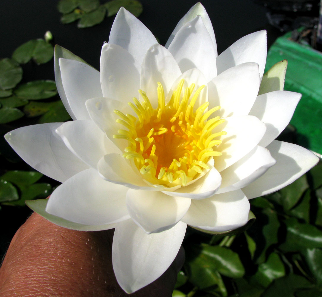 Image of Nymphaea alba specimen.