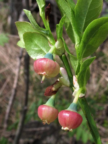 Image of Vaccinium myrtillus specimen.