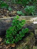 Lysimachia nummularia. Побеги. Московская обл., Ульяновский лесопарк. 11.05.2011.
