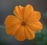 Cosmos sulphureus