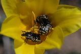 Image of taxon representative. Author is Владимир Эпиктетов