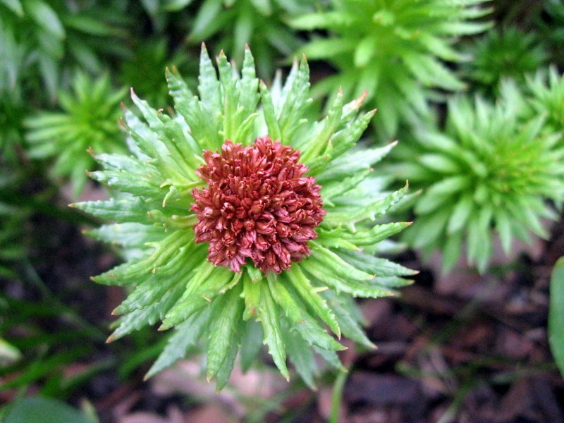 Image of Rhodiola linearifolia specimen.